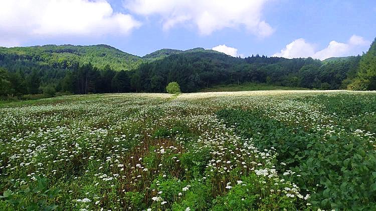 清原满族自治县人民政府办公室最新项目概览