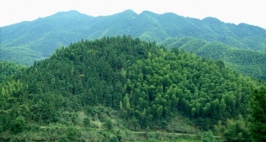 衡阳县岣嵝峰林场最新动态报道