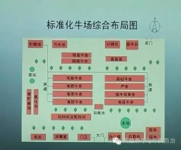 六合镇黎明奶牛场最新发展规划概览