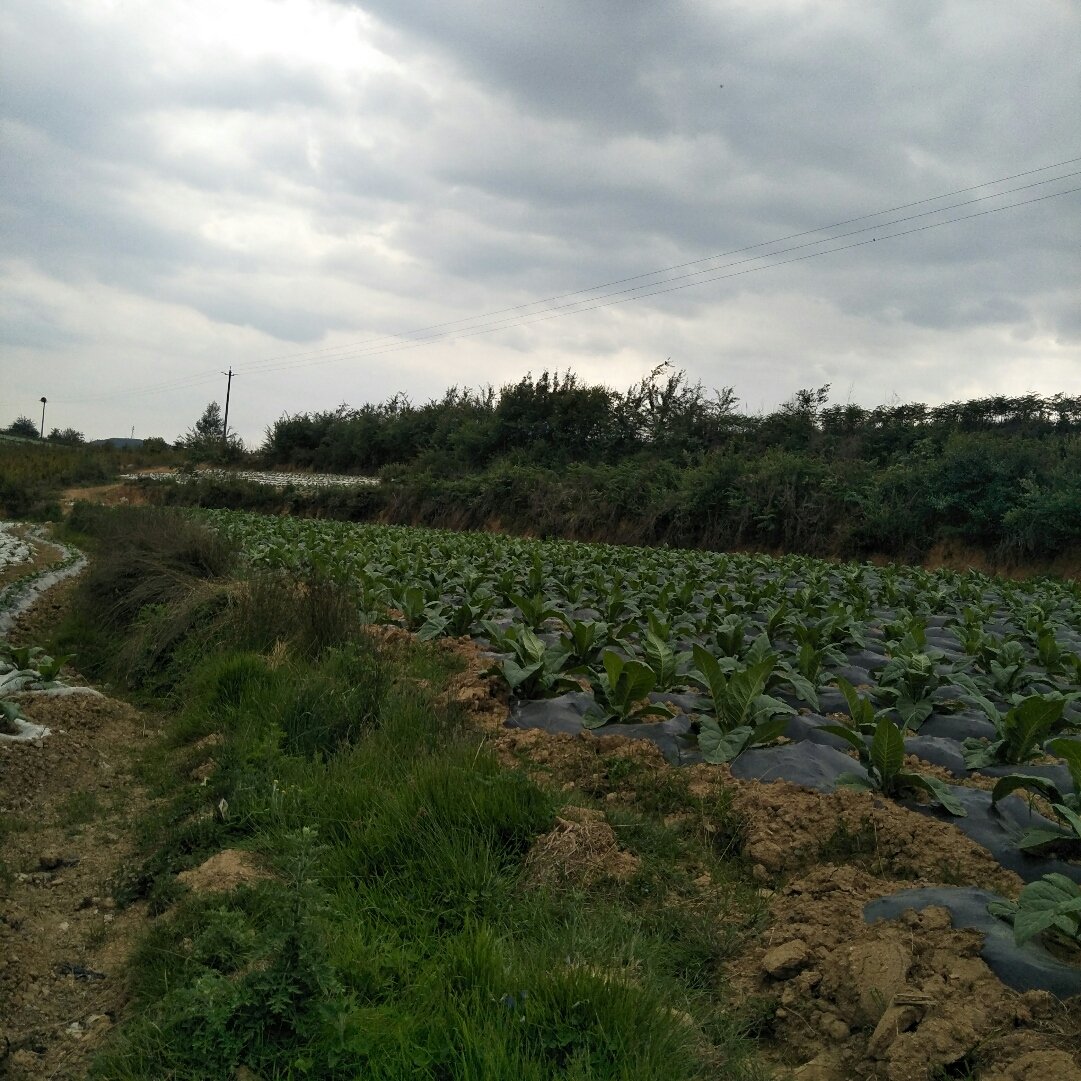 蒋家乡天气预报更新通知